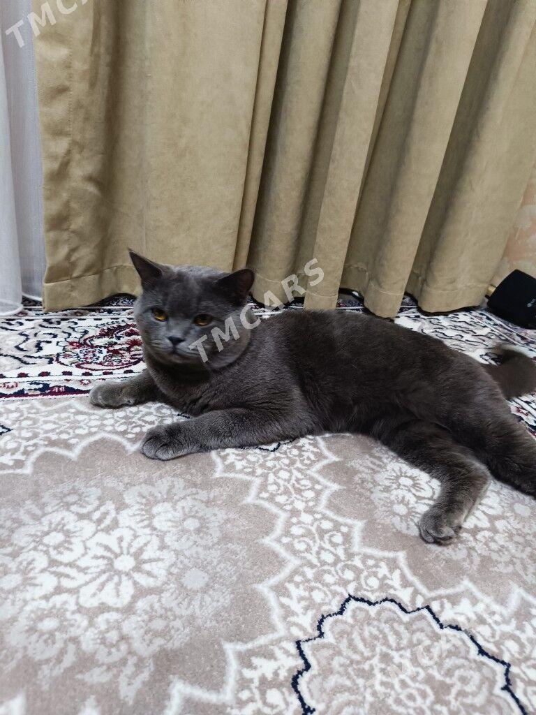 Британец - Türkmenabat - img 2
