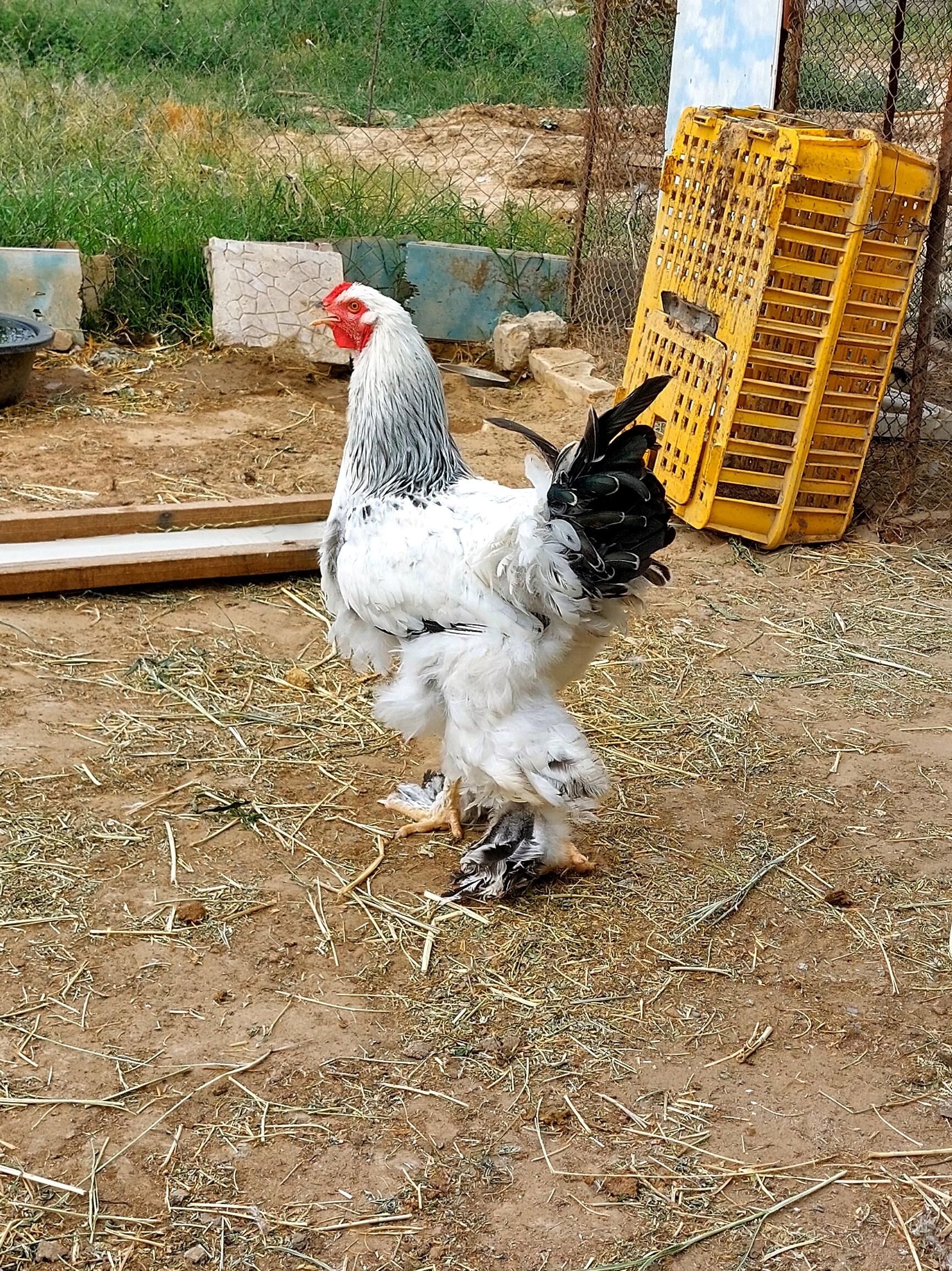 Brama Towuklar - Gökdepe - img 4