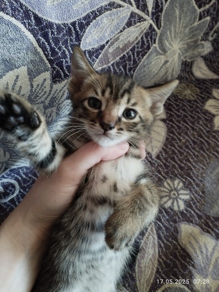 Котята - Туркменабат - img 4