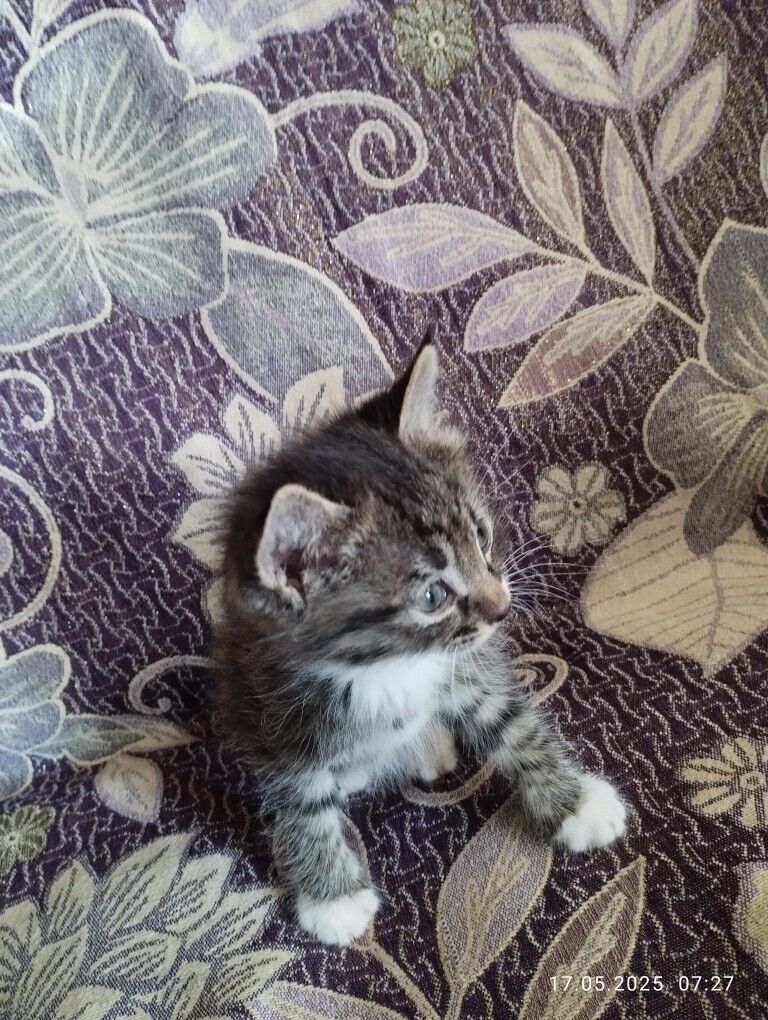 Котята - Туркменабат - img 6