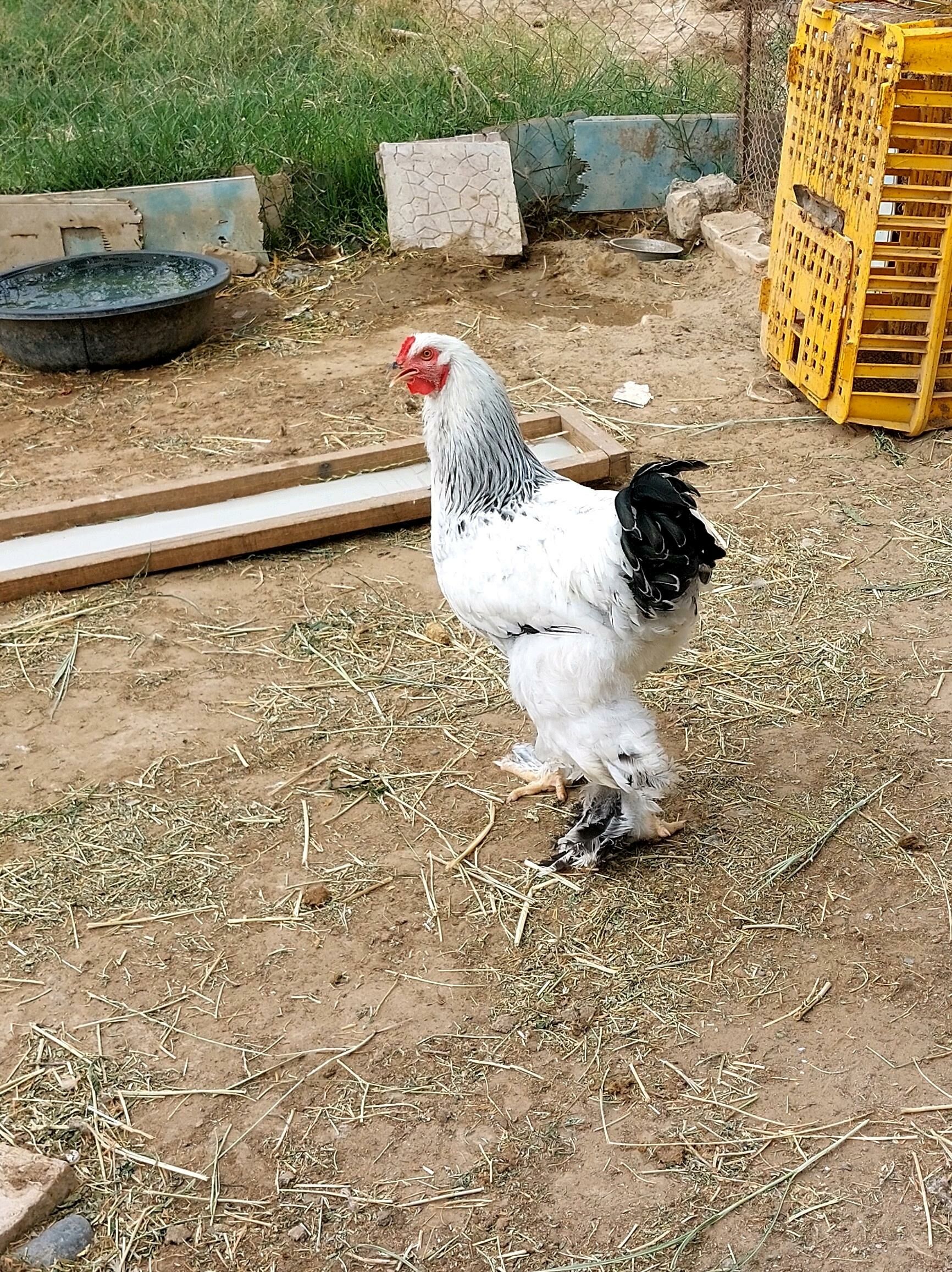 Brama Towuklar - Gökdepe - img 5