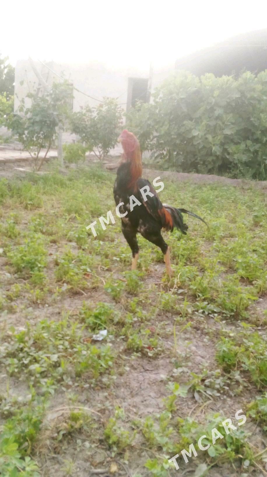 ене тарапи озбек - Фарап - img 3