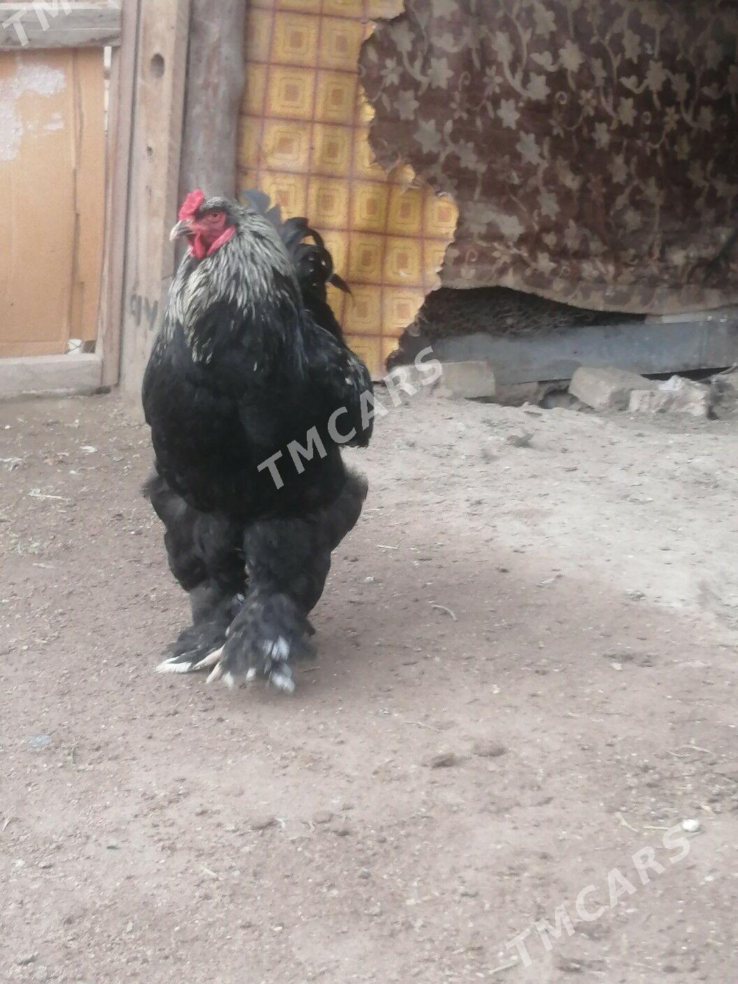 Birama - Aşgabat - img 2