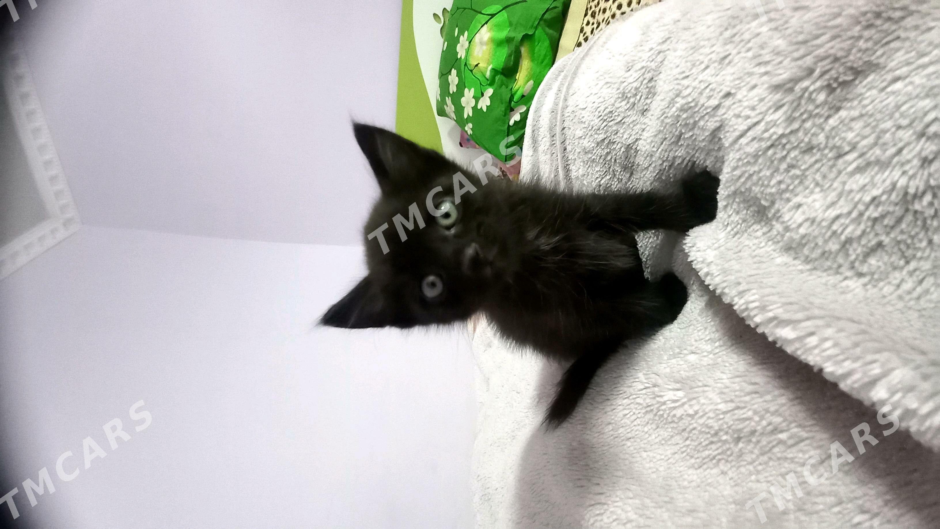 Котята - Türkmenbaşy - img 3