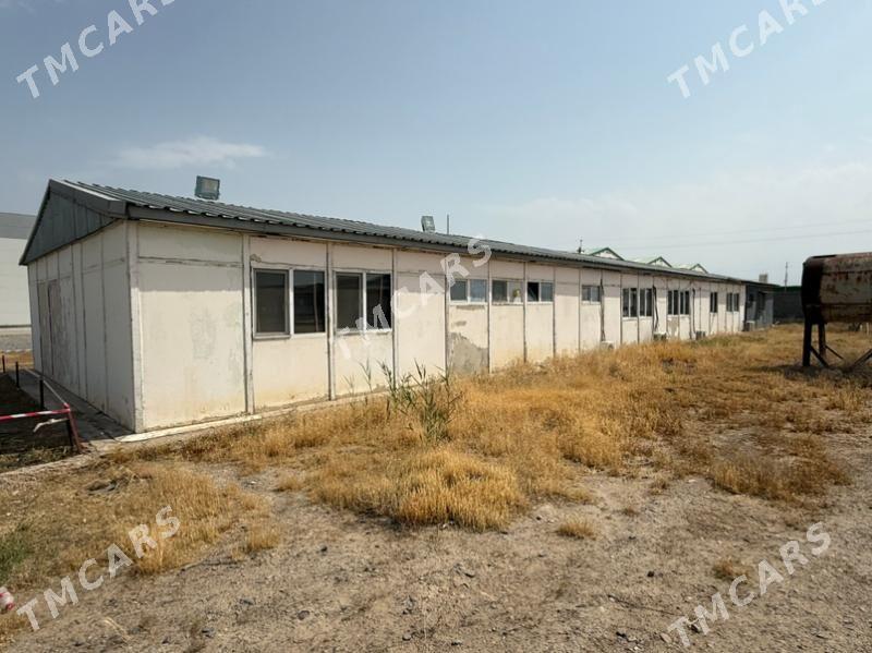 kamp gurnama - Ak bugdaý etraby - img 2