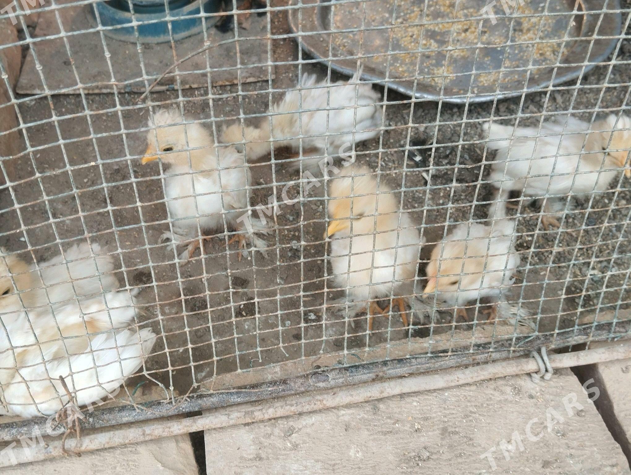 tryka karlik cujeler - Сакар - img 2