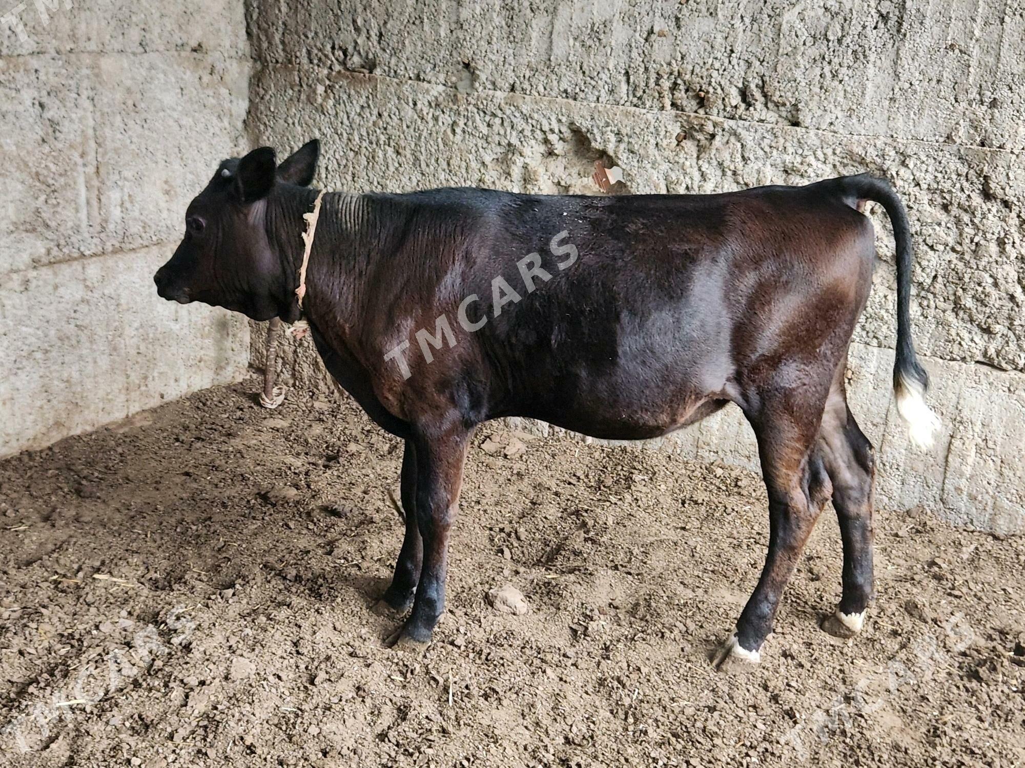 Gibirit tüwe - Büzmeýin - img 2