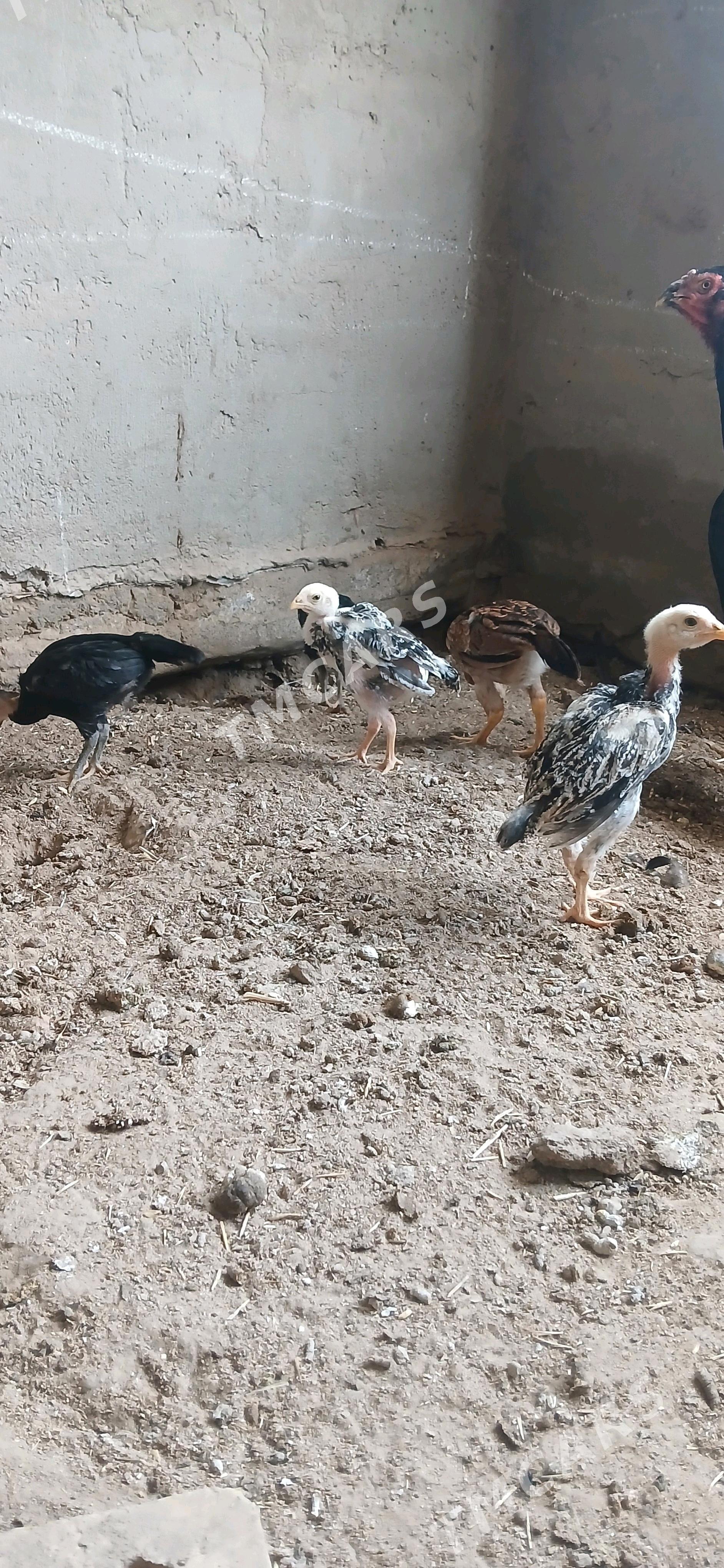 jüýje - Wekilbazar - img 2