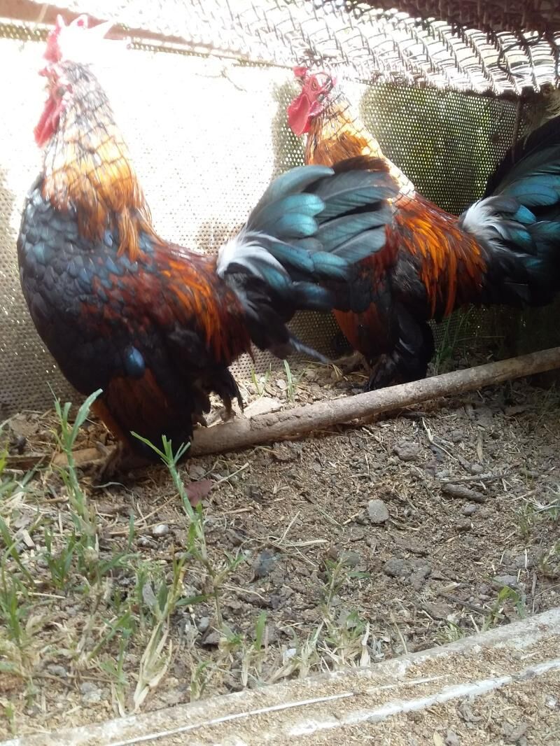 Karlik horaz - Çärjew - img 2