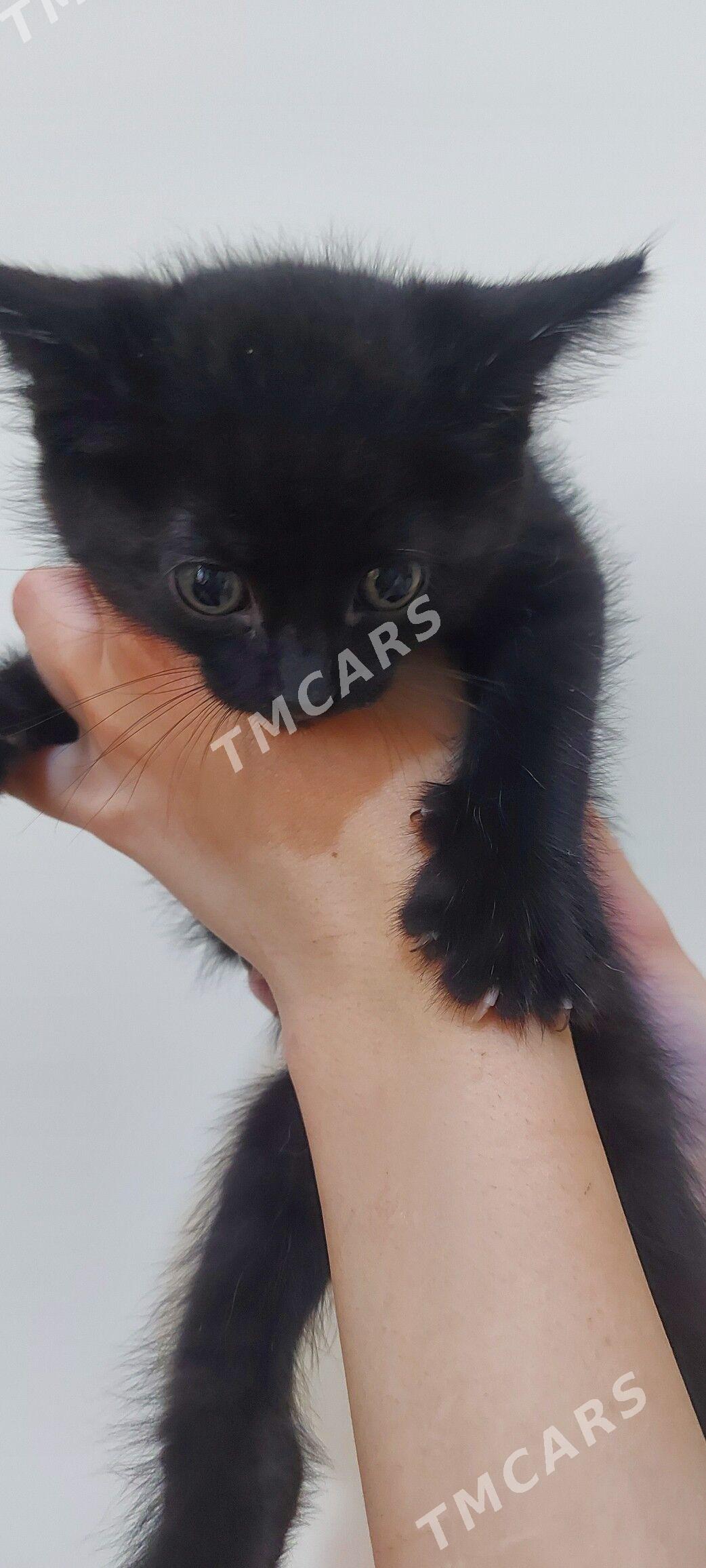 Котик - Podwoýski köç. (Bitarap Türkmenistan şaýoly) - img 2