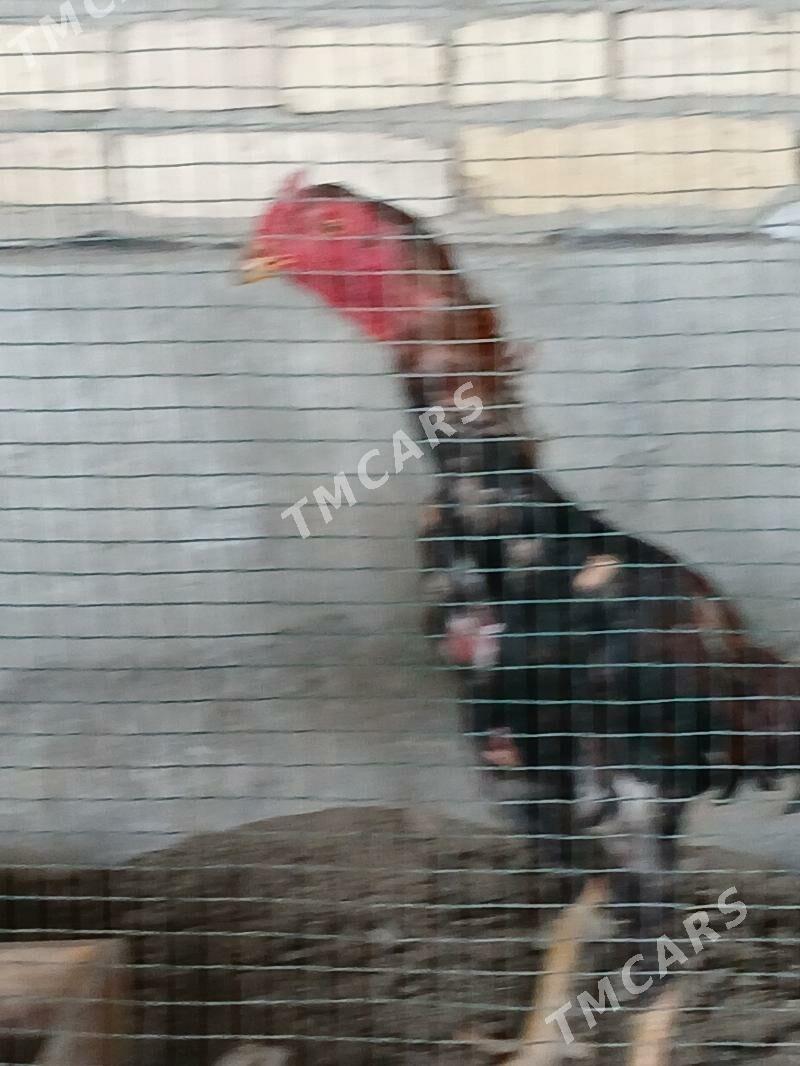 baysow horaz - Farap - img 1