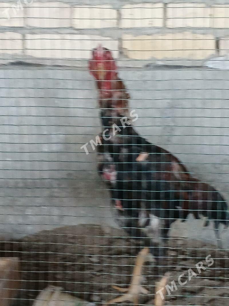baysow horaz - Farap - img 2