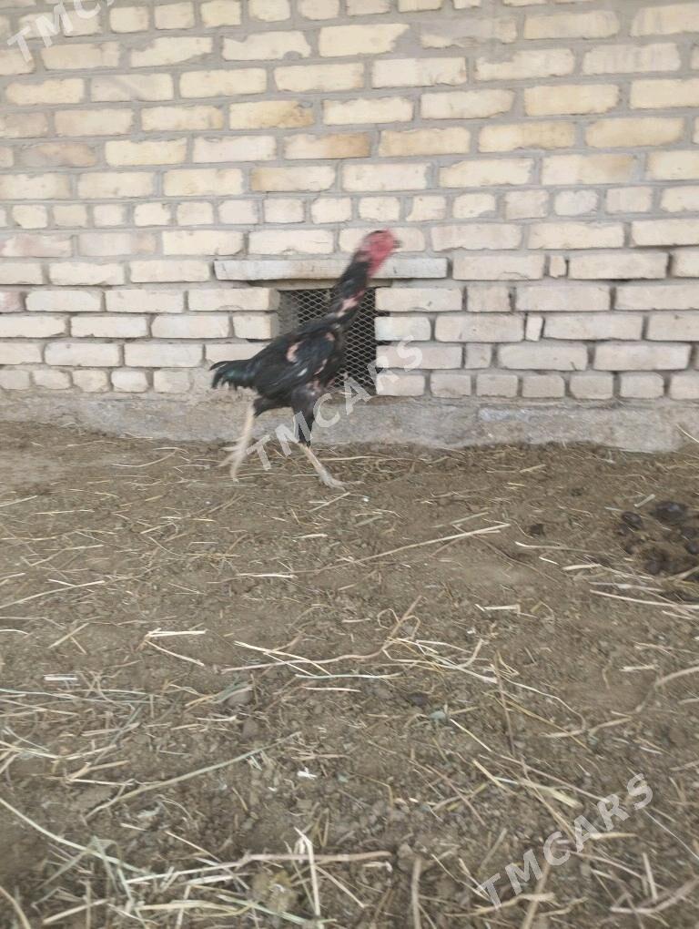 horaz - Дянев - img 1