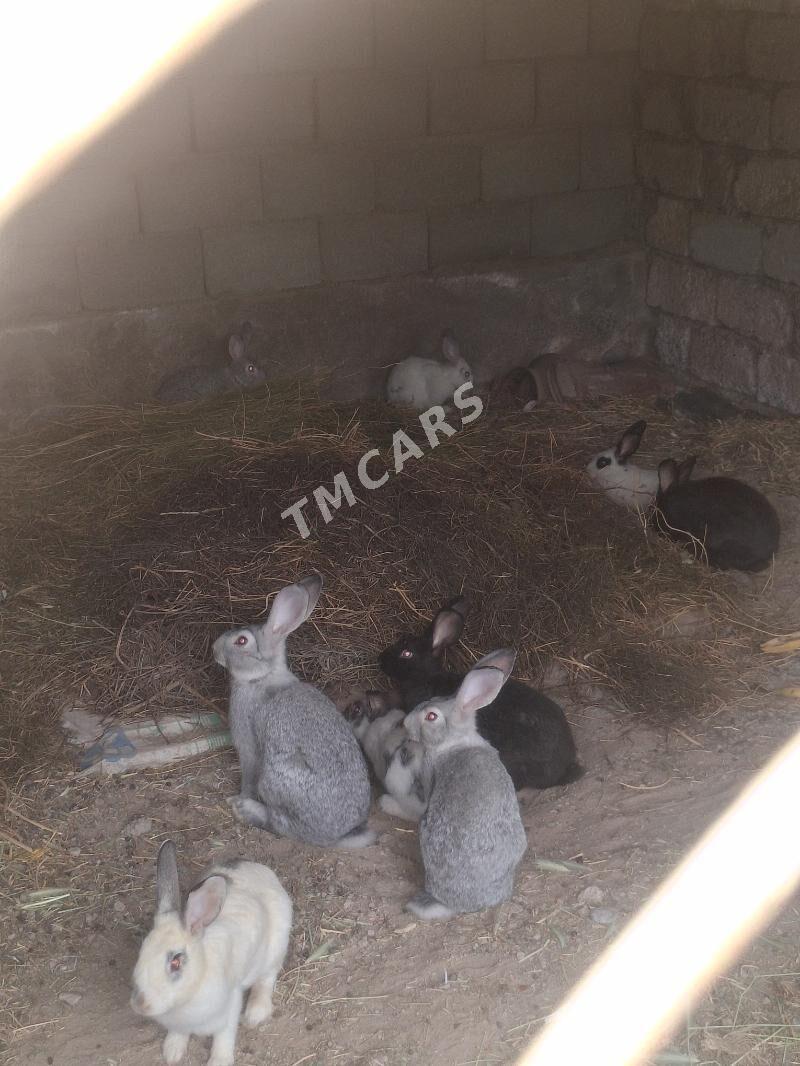 towşan arzan - Büzmeýin - img 2