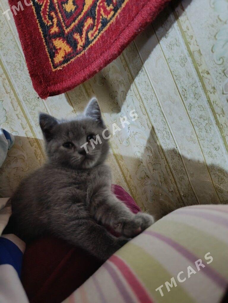 Британские котята - Türkmenabat - img 2