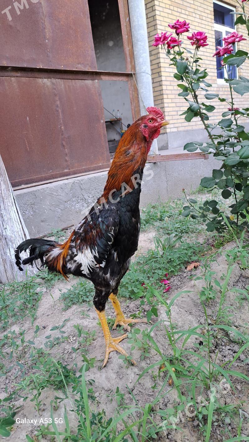 Horaz - Sakar - img 5