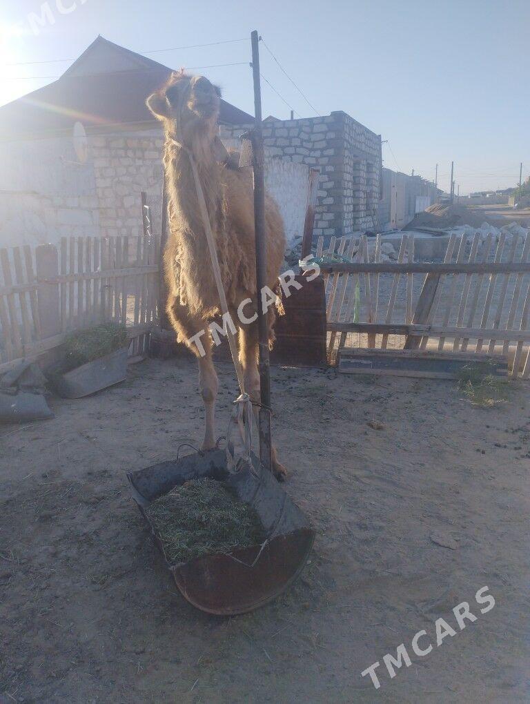 ogsuk - Jebel - img 2