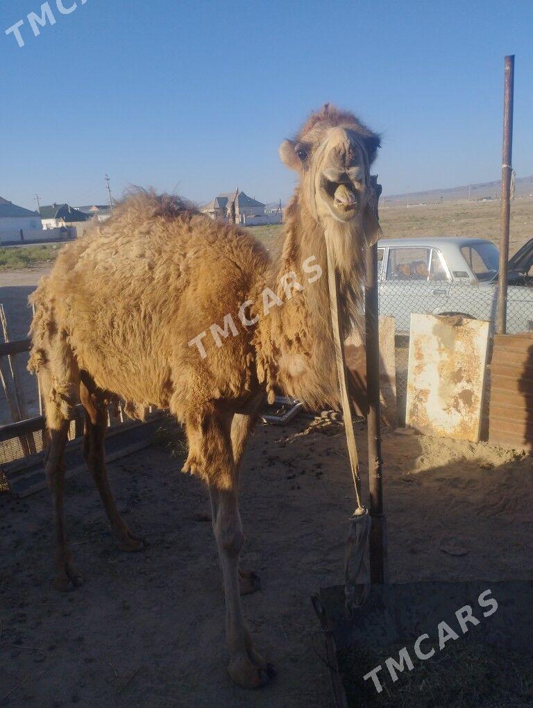 ogsuk - Jebel - img 7