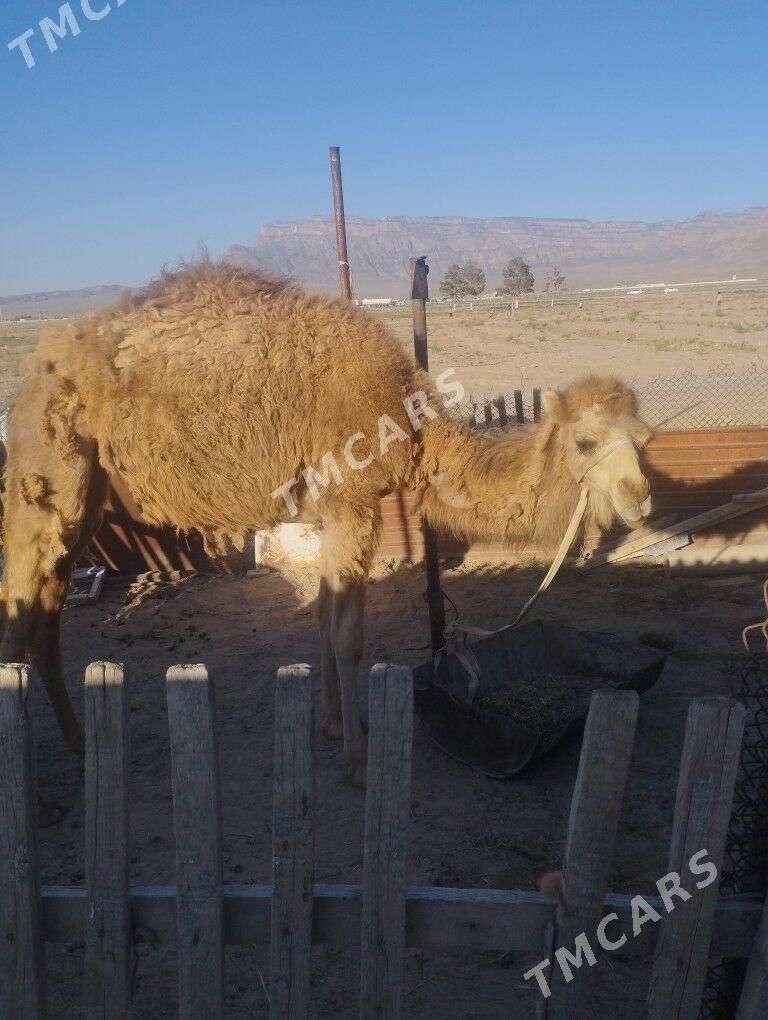 ogsuk - Jebel - img 3
