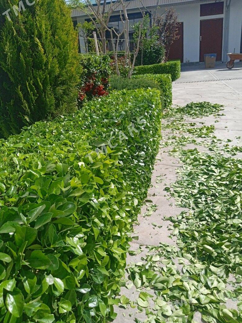 Bagban - Aşgabat - img 2