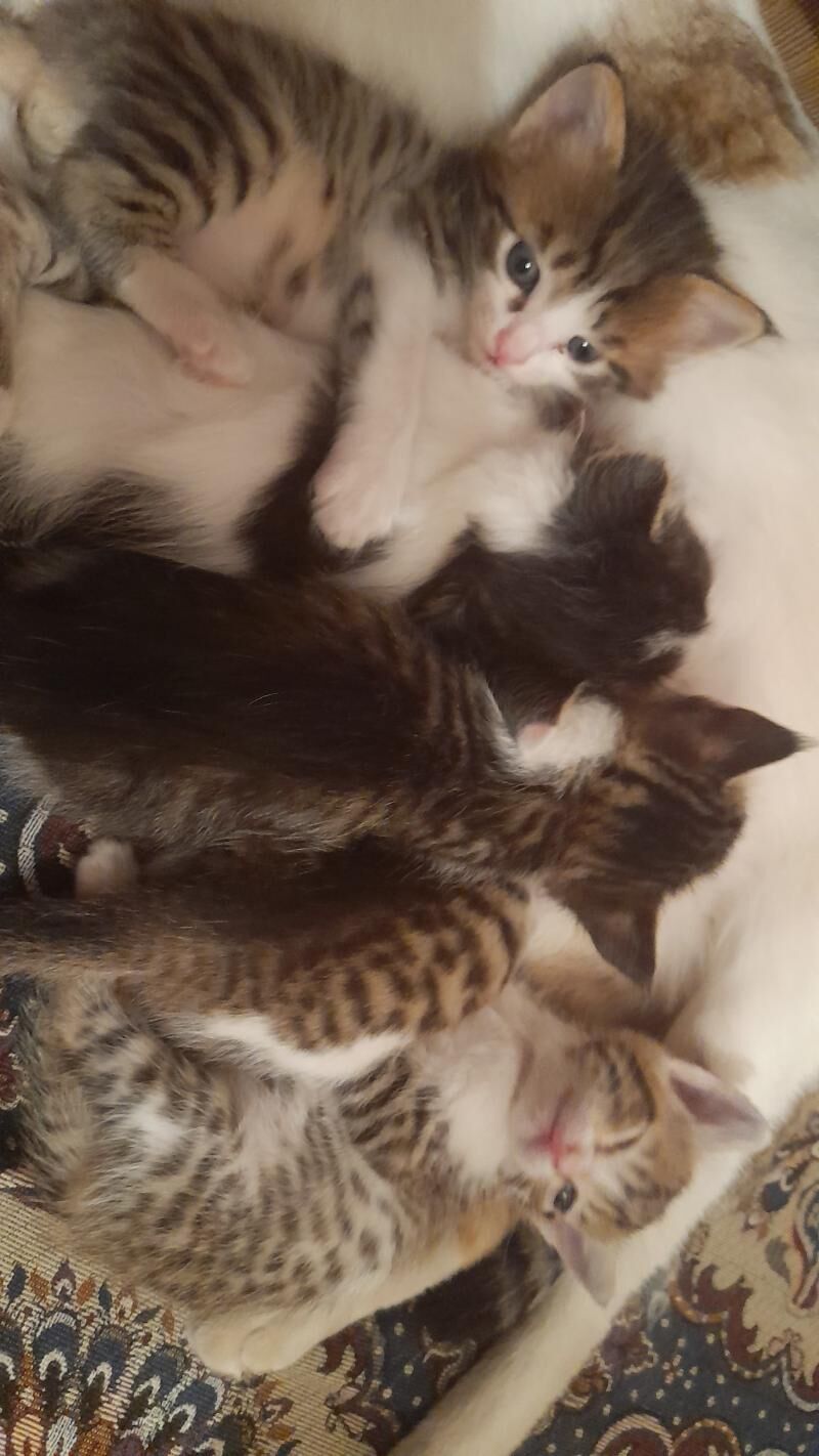 котята - Mary - img 3