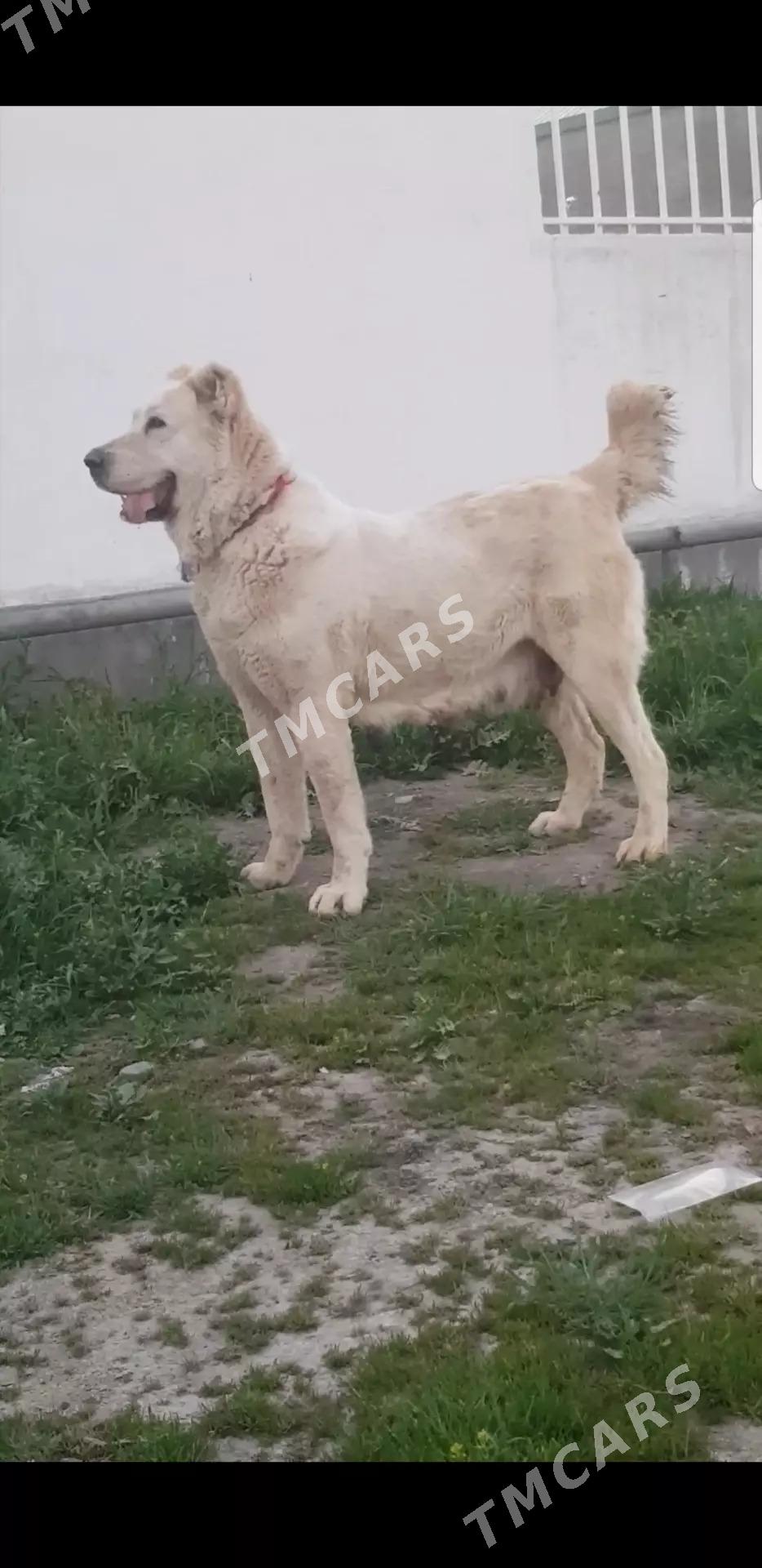Alabay ganjyk it - Aşgabat - img 2