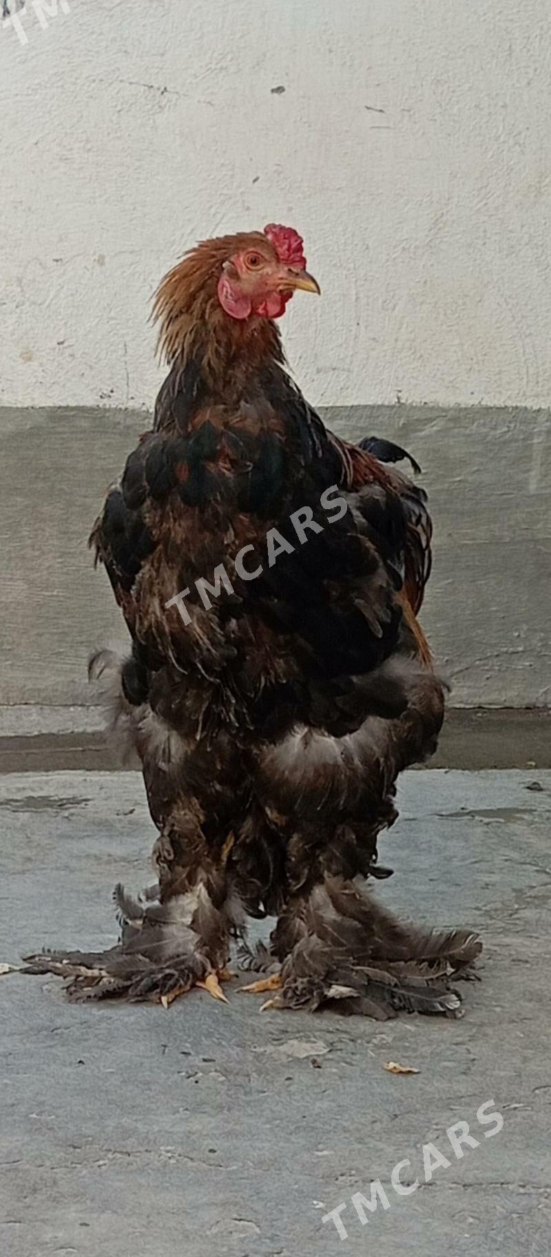 BIRAMA HORAZ - Aşgabat - img 5