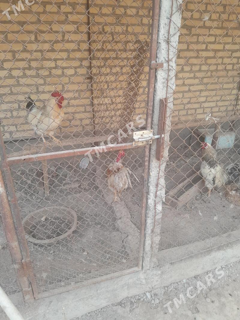 Horaz - Türkmenabat - img 2