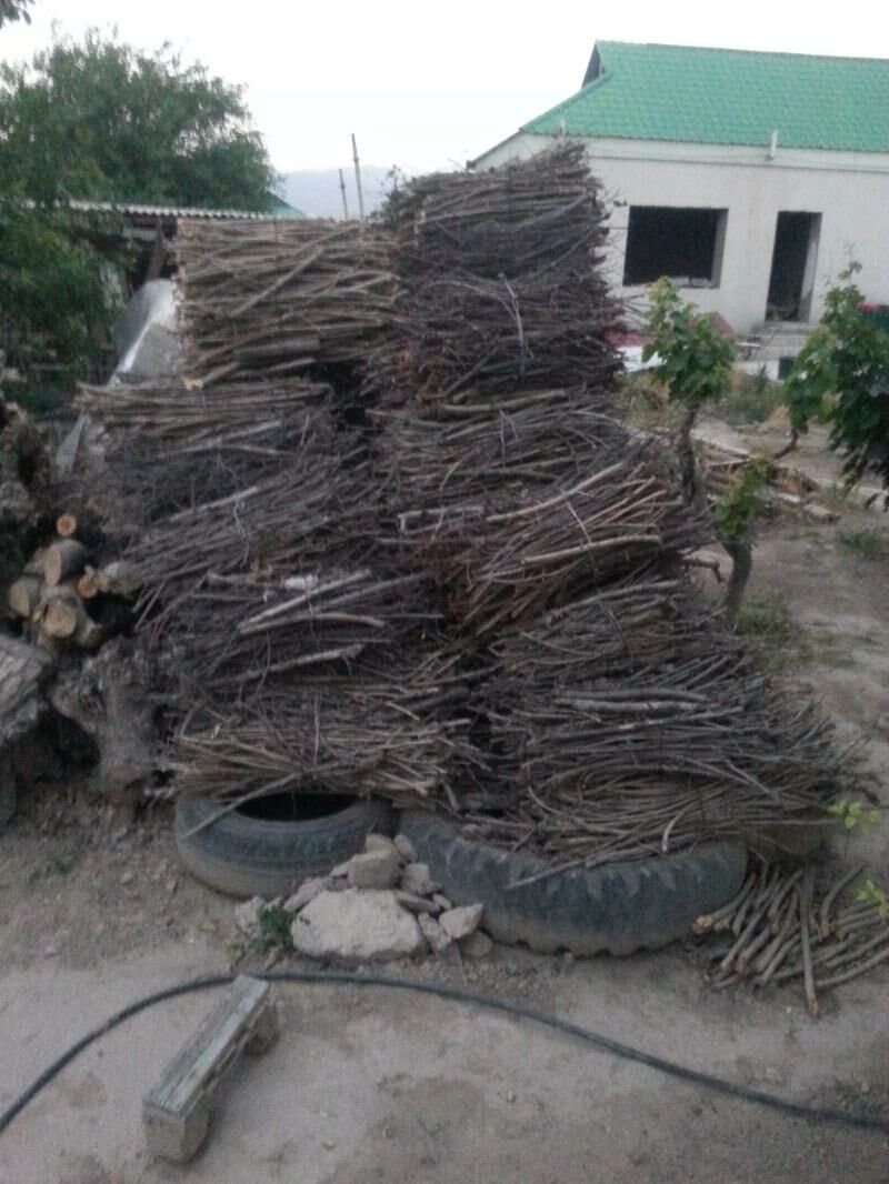Odun - Bagyr - img 3