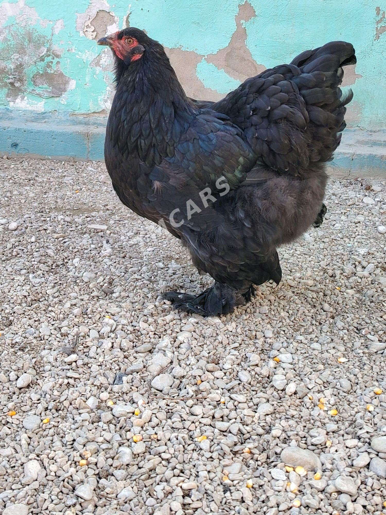 GARA BRAMA - Balkanabat - img 4