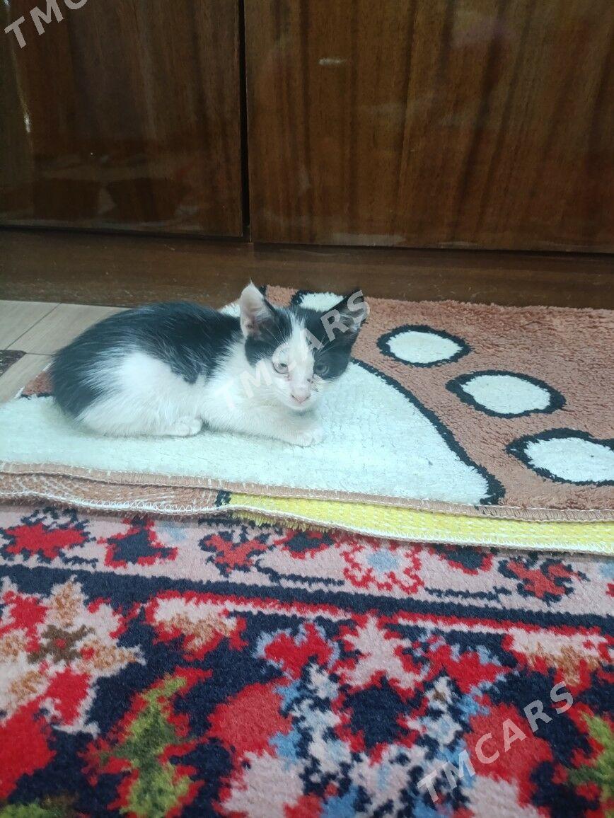 котенок - Mary - img 1