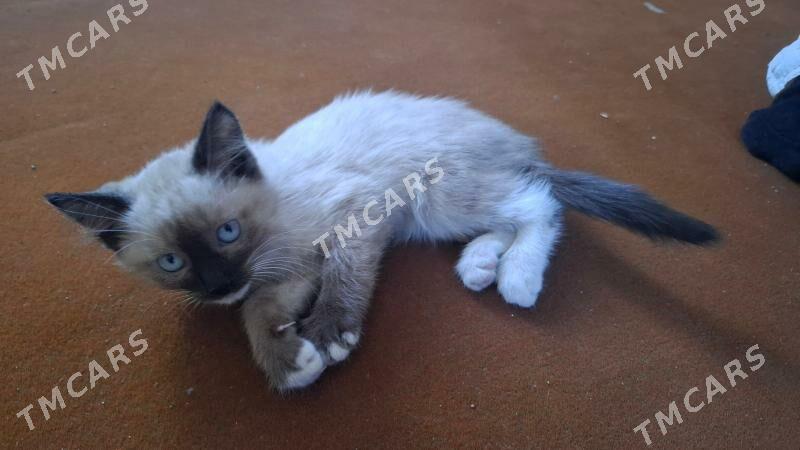 Сиамский котёнок - Şabat etr. - img 2
