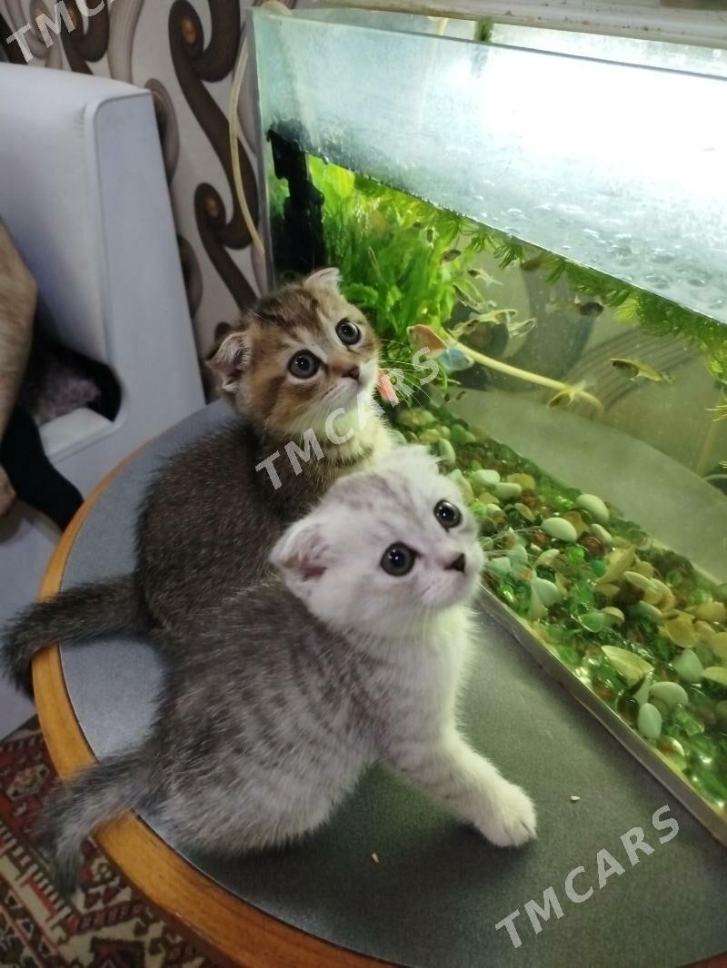 котята шотландские шиншиллы - Ашхабад - img 3