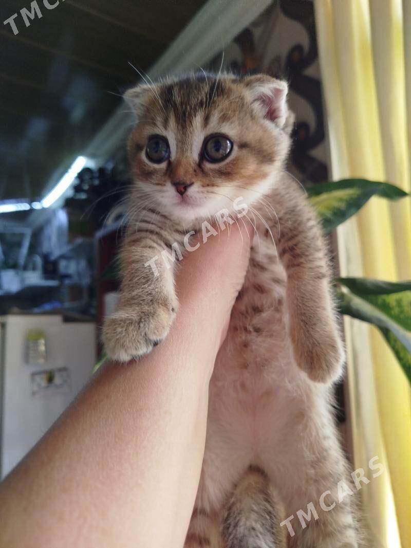 котята шотландские шиншиллы - Ашхабад - img 2