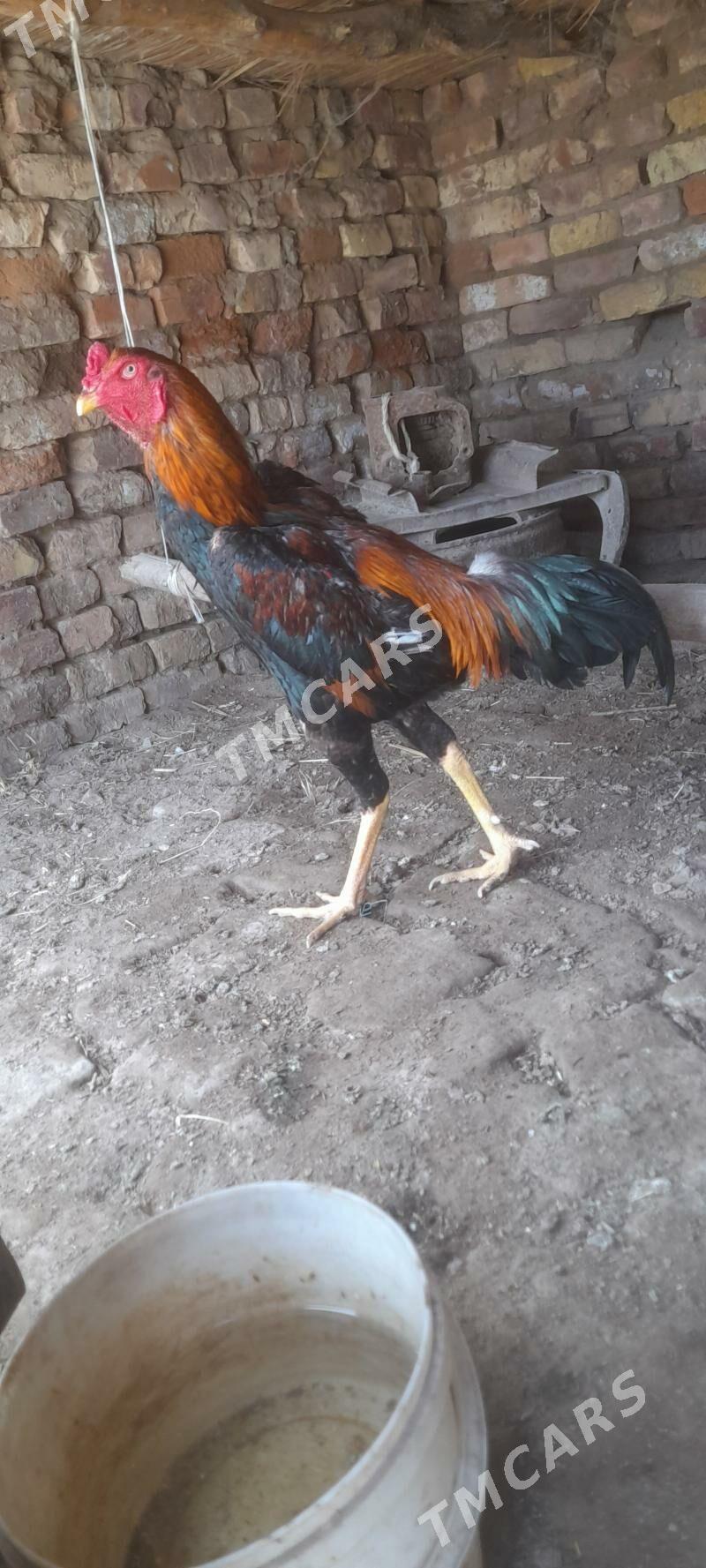Tasgent - Garabekewül - img 2