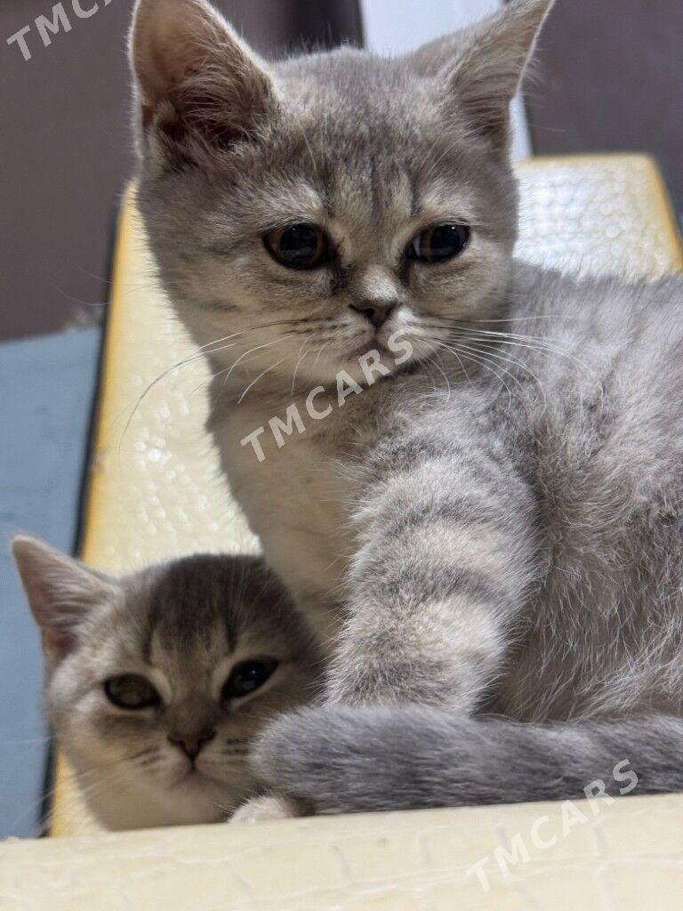 Шотландский чистокровный котят - Hitrowka - img 6