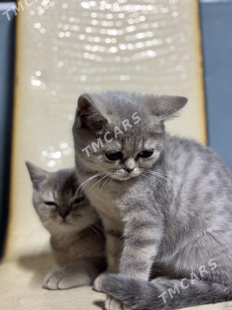 Шотландский чистокровный котят - Hitrowka - img 7