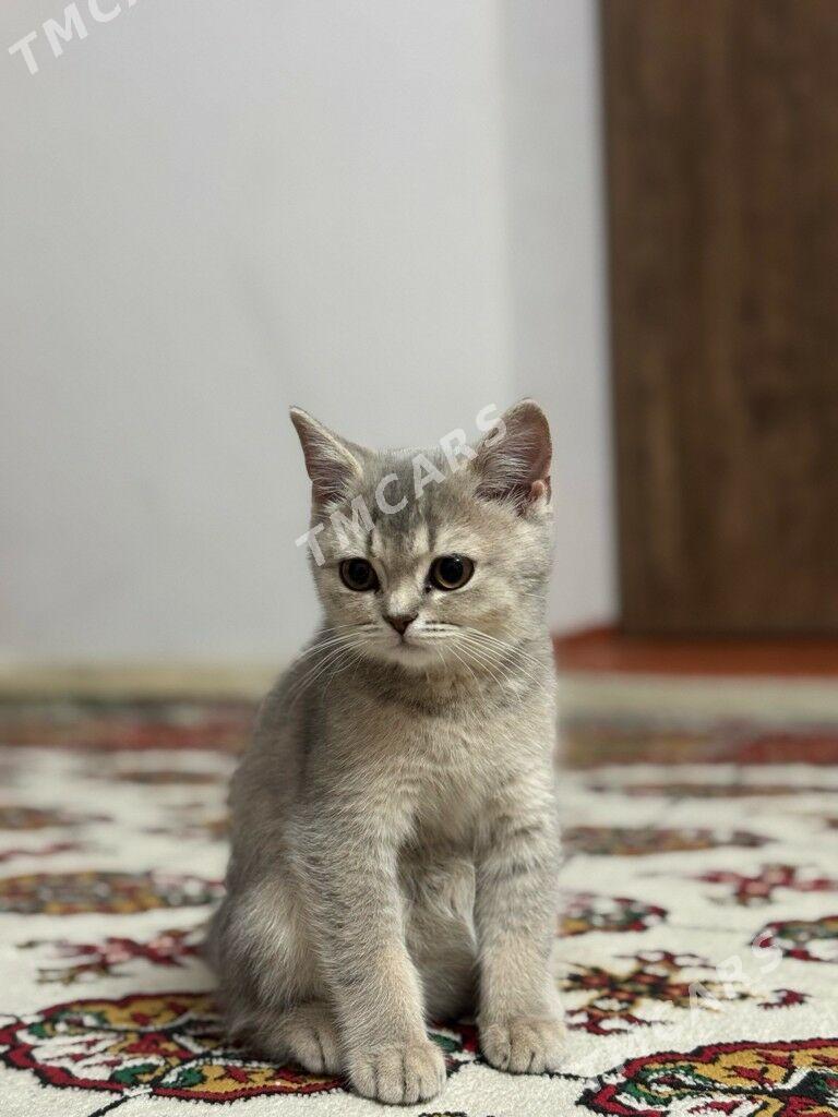 Шотландский чистокровный котят - Hitrowka - img 3