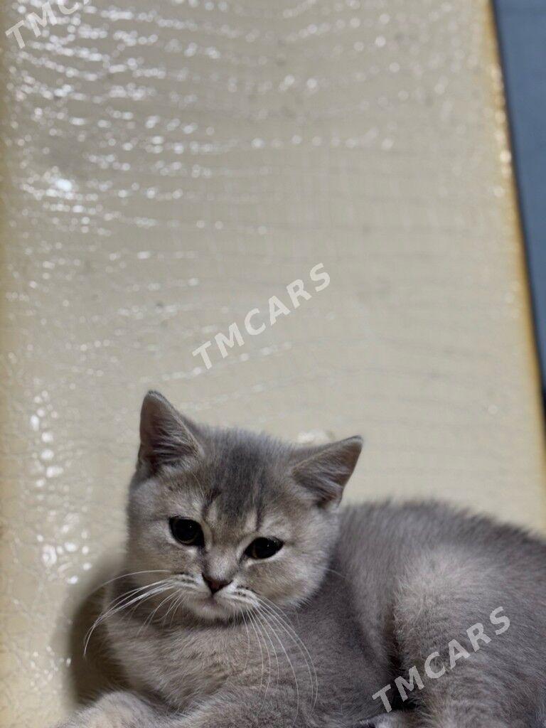 Шотландский чистокровный котят - Hitrowka - img 2