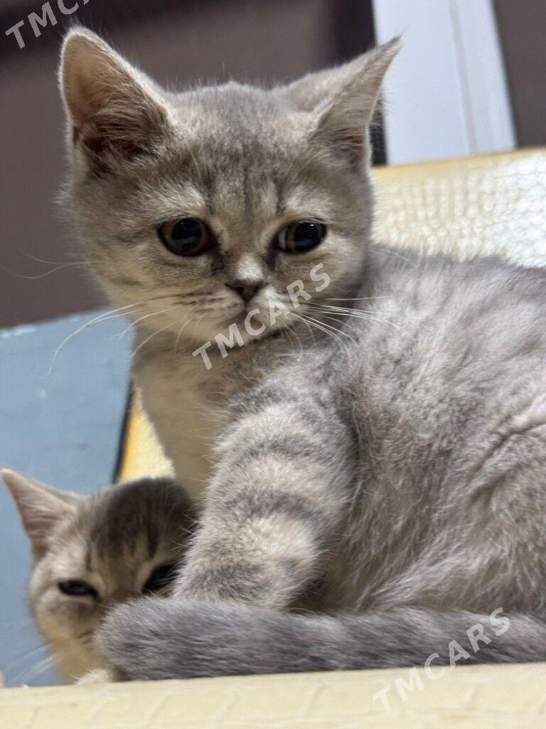 Шотландский чистокровный котят - Hitrowka - img 8