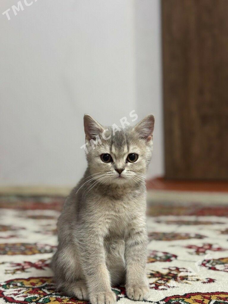 Шотландский чистокровный котят - Hitrowka - img 4