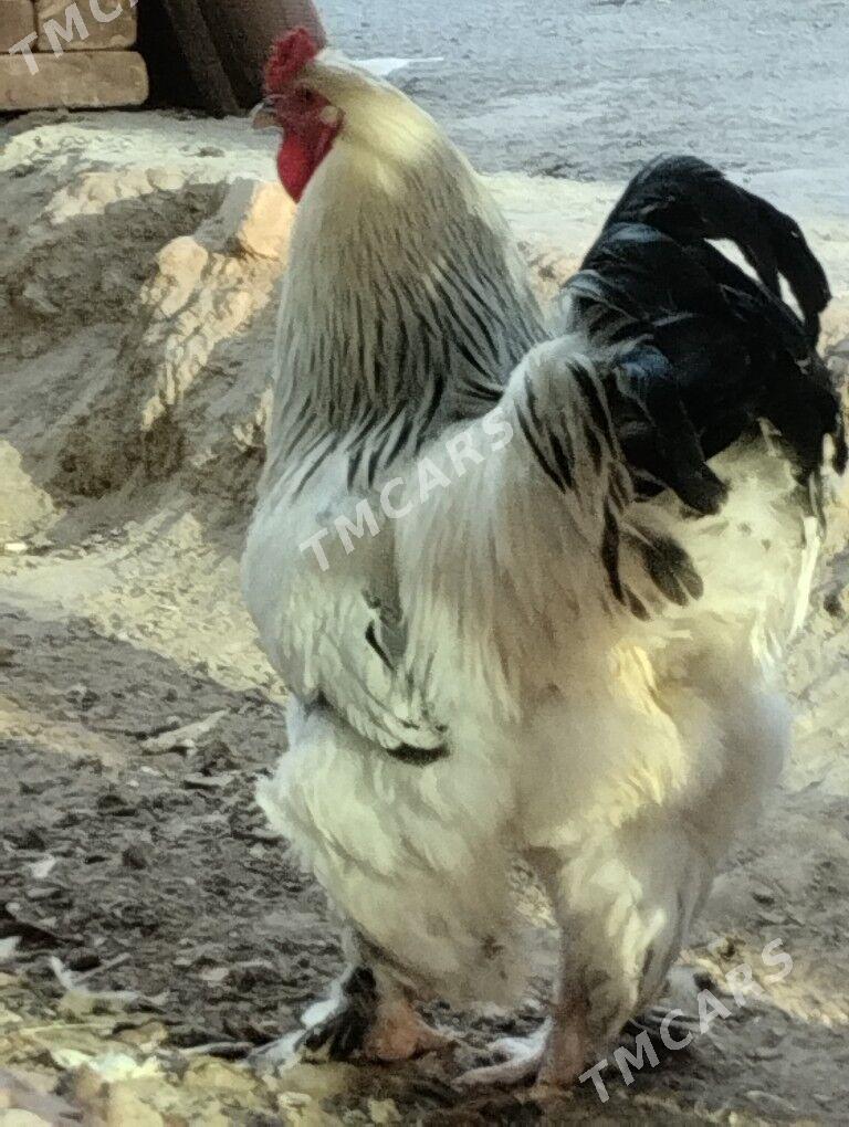 BIRAMA HIRAZ - Garadamak - img 3