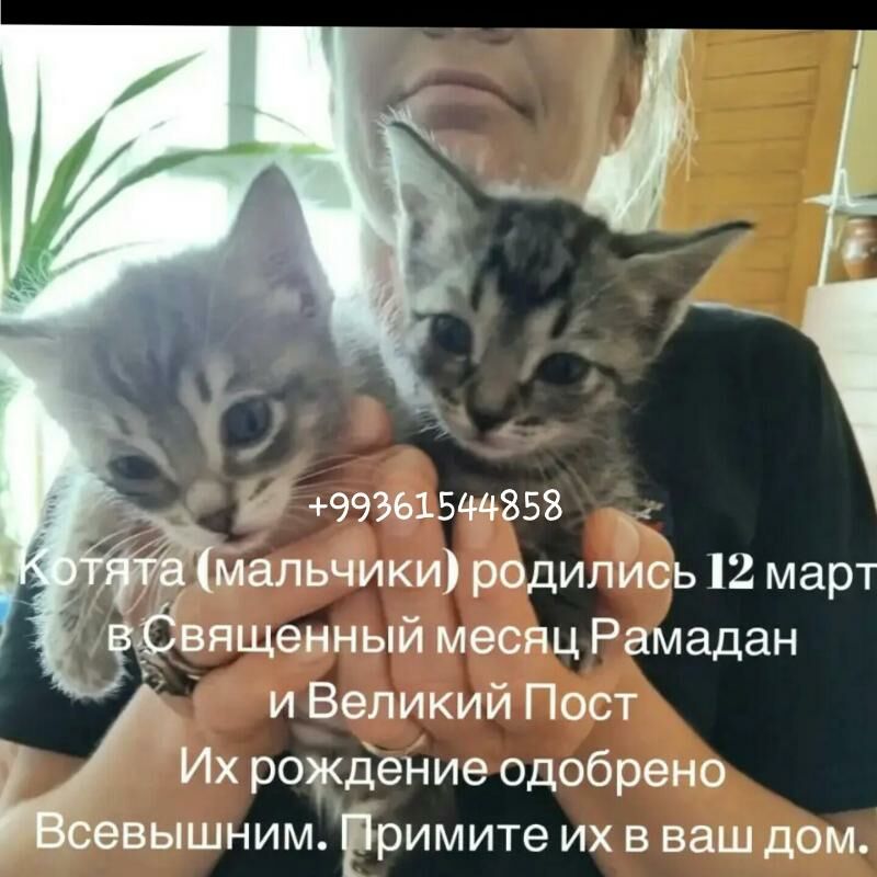 Котята в добрые ручки - Ашхабад - img 4