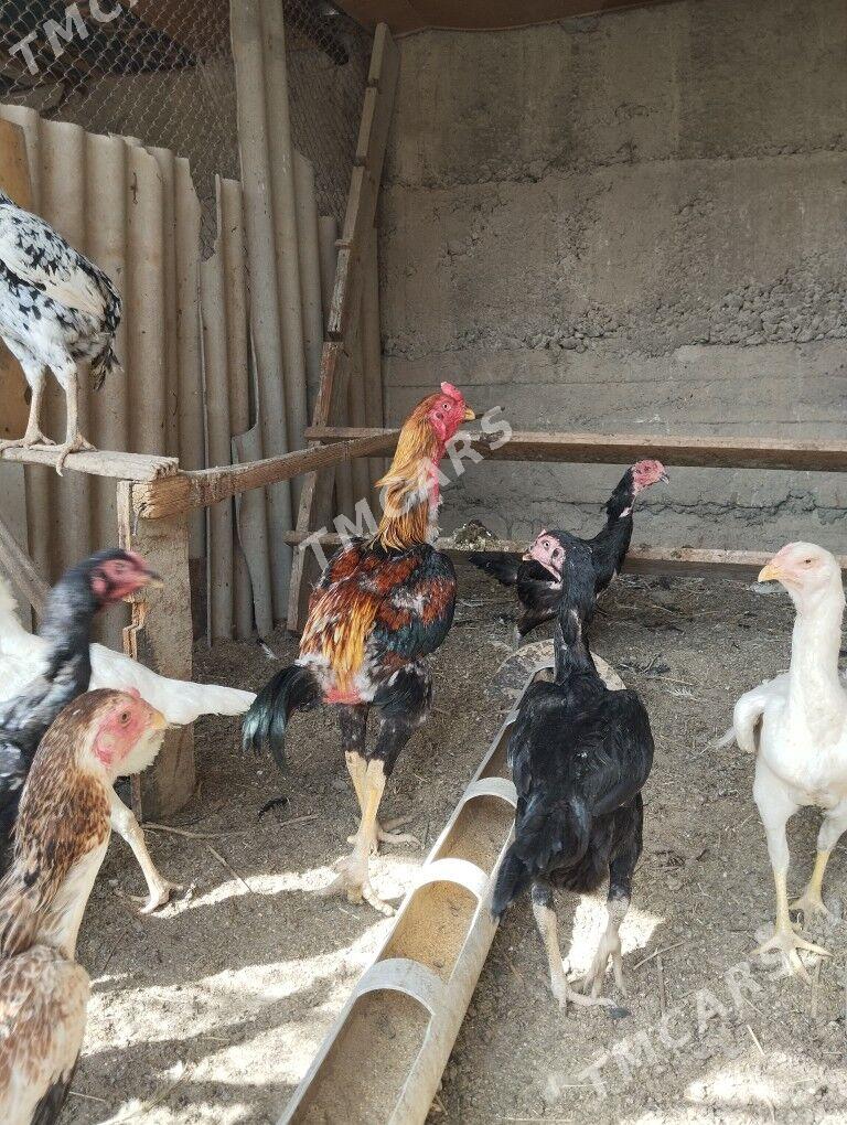 ýumurtga taşkent - Aşgabat - img 6