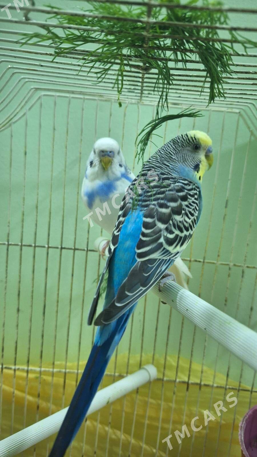 popugaý - Aşgabat - img 3