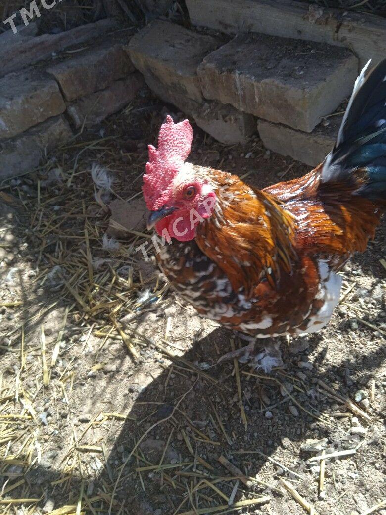 Ýaponçik horaz - Dänew - img 3