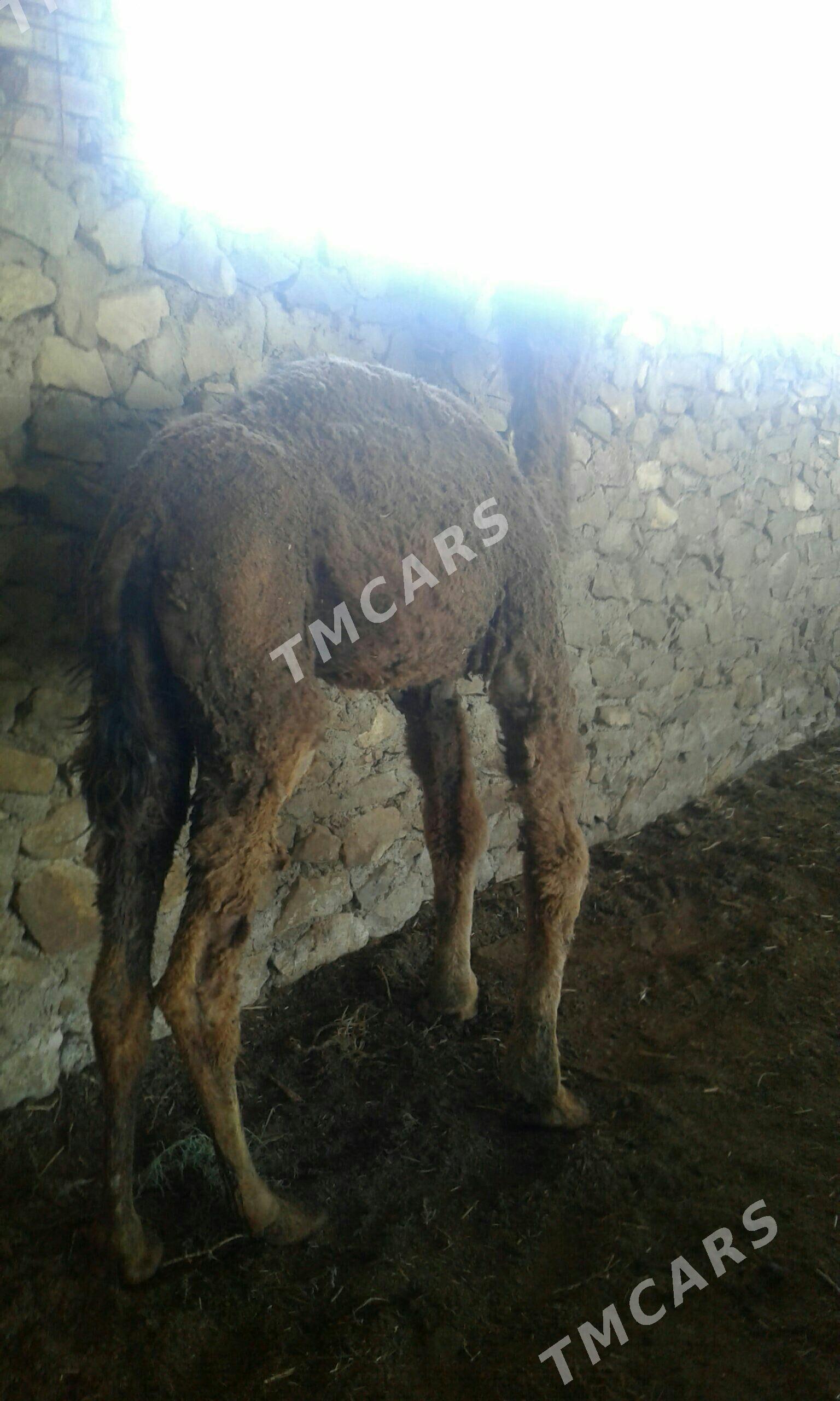 ogşuk - Bereket - img 2