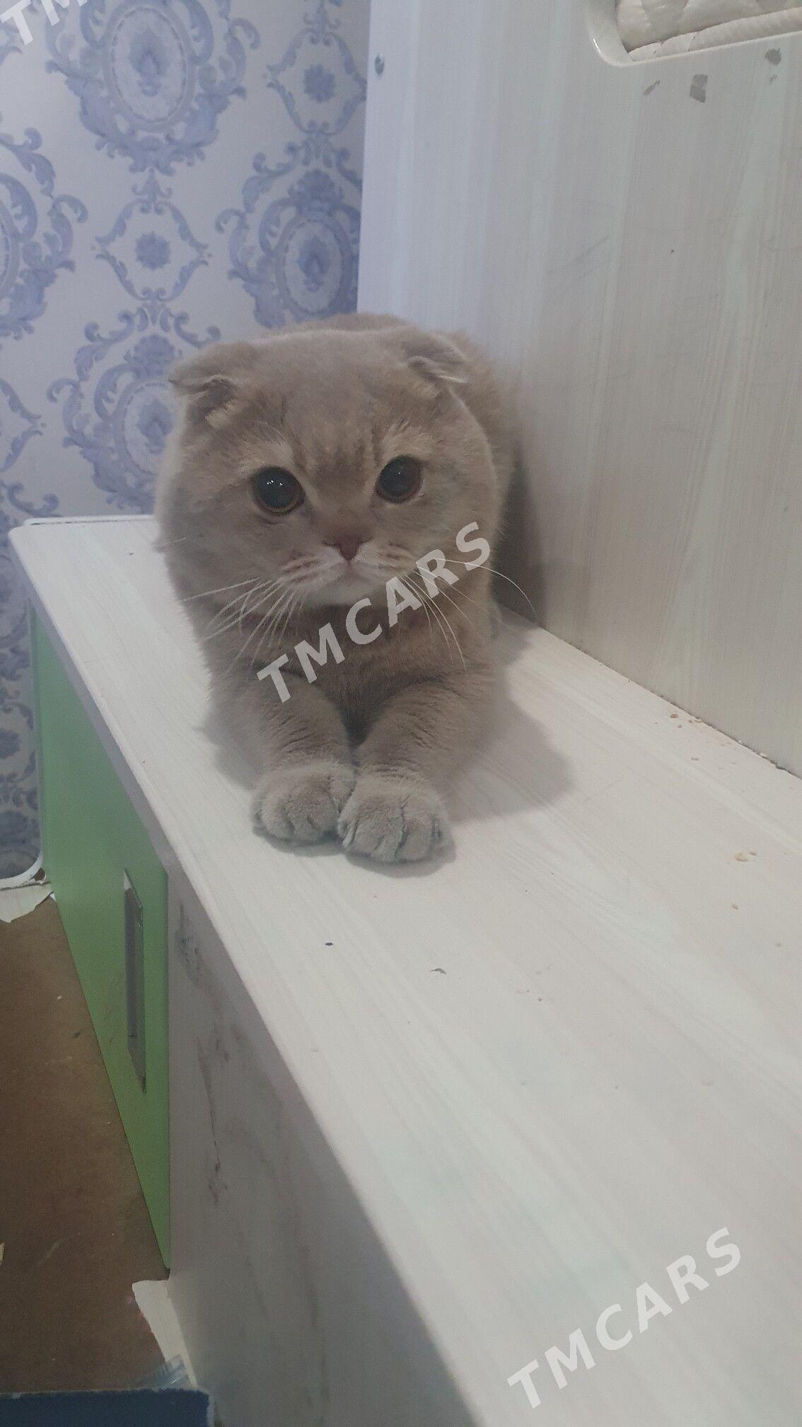 ДЕЛОВЫЕ КОТЫ - Ашхабад - img 2