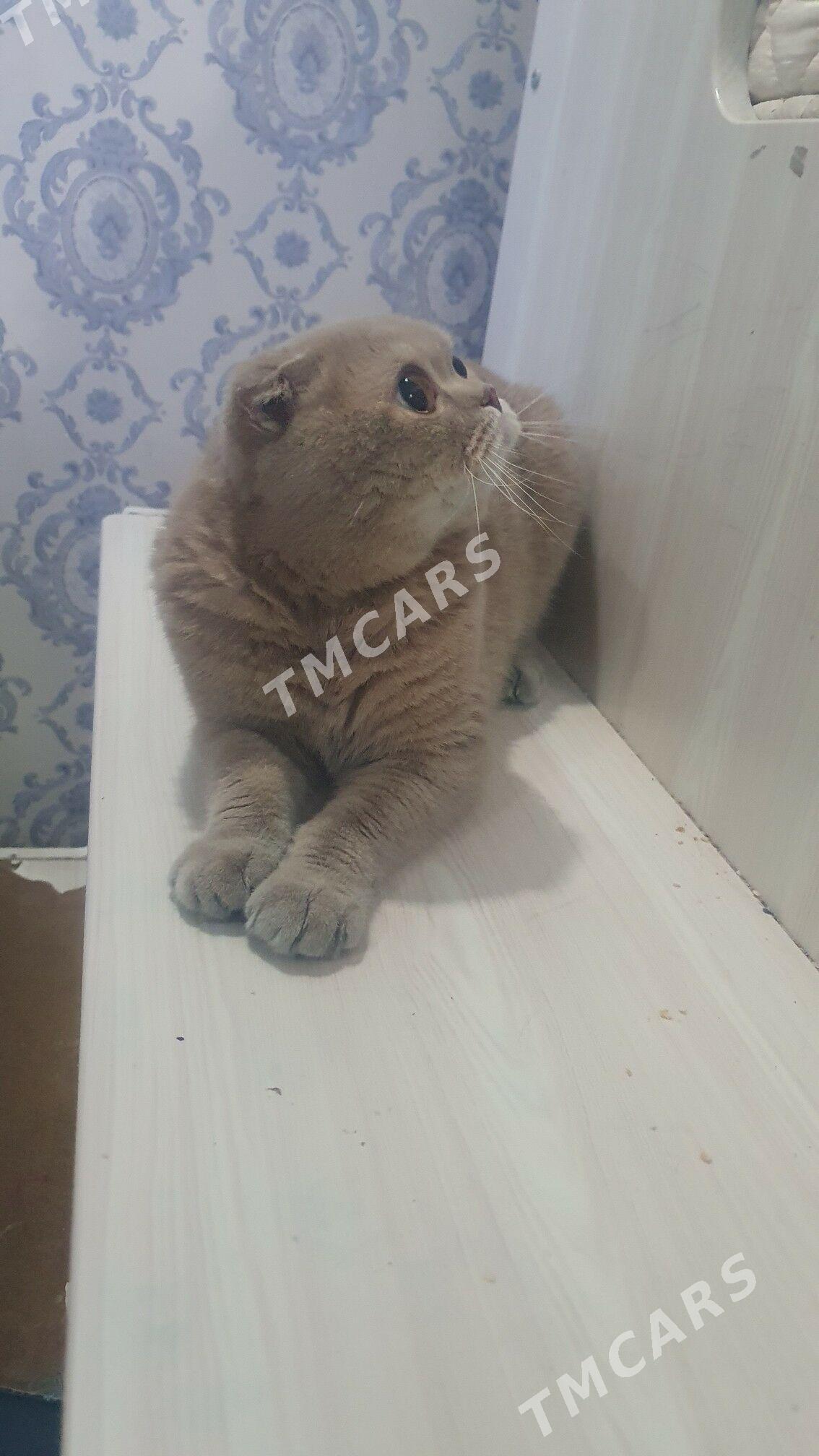 ДЕЛОВЫЕ КОТЫ - Ашхабад - img 3
