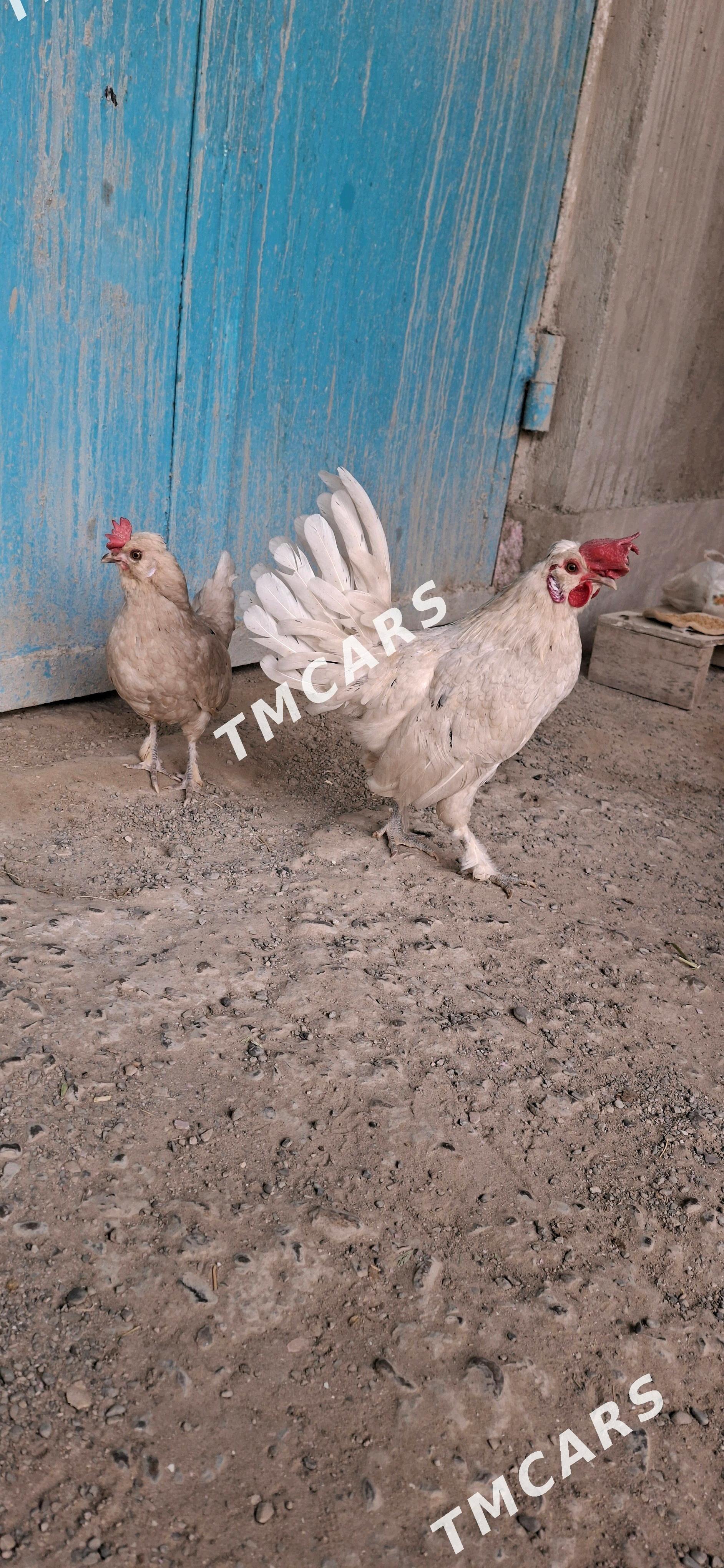 karlik - Hitrowka - img 7